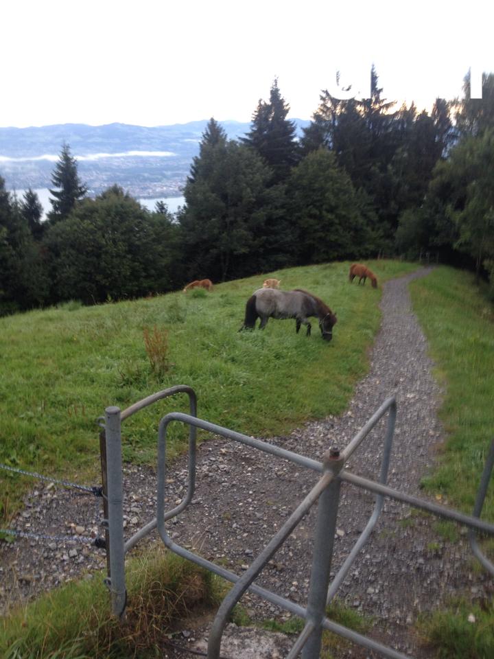Neueröffnung 2015